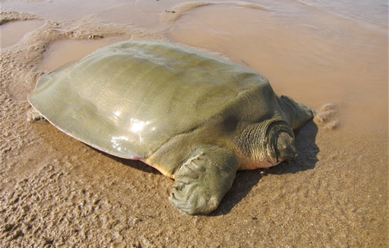 Cantor's giant softshell turtle. CREDIT: Sun Yoeung